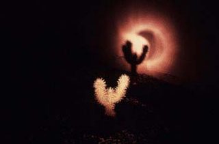 Cactus Moon Shadow