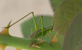 Grasshopper