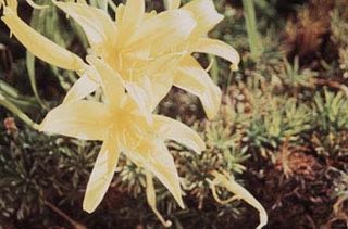 Yellow Flower
