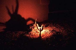 Cactus Shadow