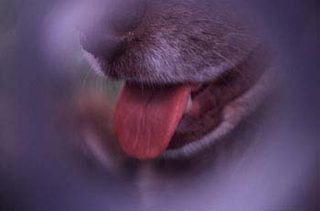 Dog Tongue